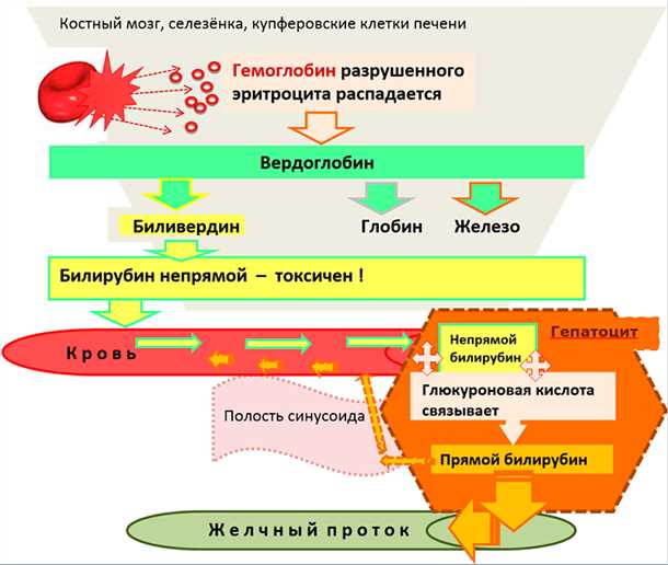 Причины повышения уровня непрямого билирубина