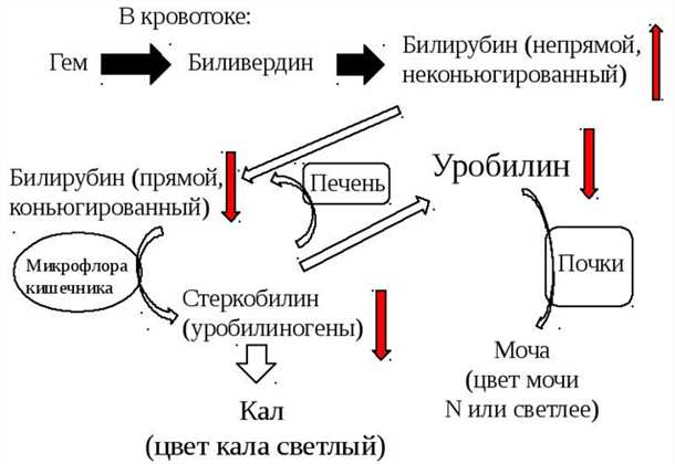 Шаги по определению уровня непрямого билирубина: