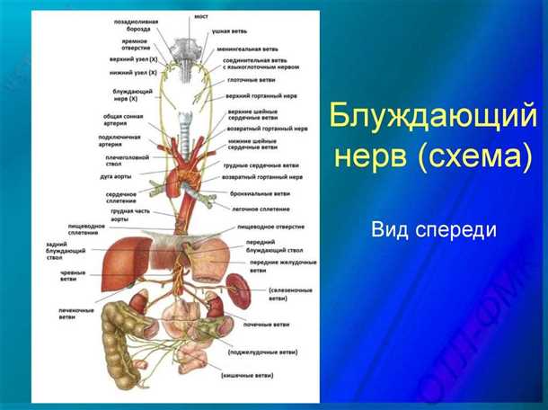 Невралгия блуждающего нерва: диагностика и комплексное лечение.