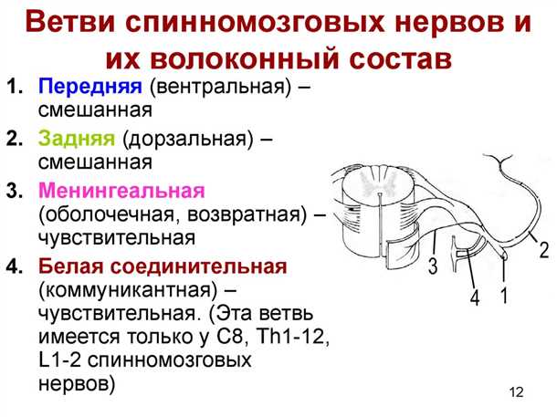 Альтернативные подходы в лечении невралгии передней ветви спинного нерва