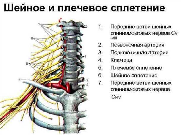 Невралгия передней ветви спинного нерва: методы диагностики и терапии.