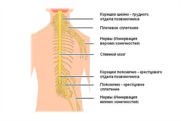 Нефармакологические методы лечения невралгии позвоночного сплетения