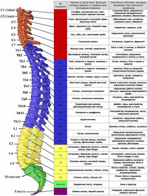 Невралгия позвоночного сплетения: клинические аспекты и терапевтические мероприятия.