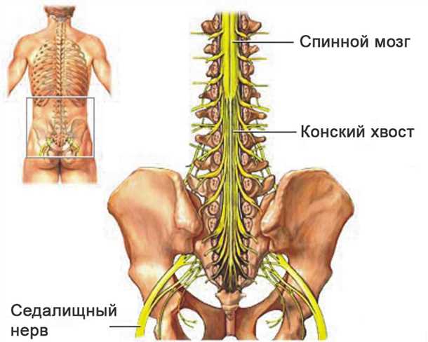 Что такое невралгия позвоночного сплетения?