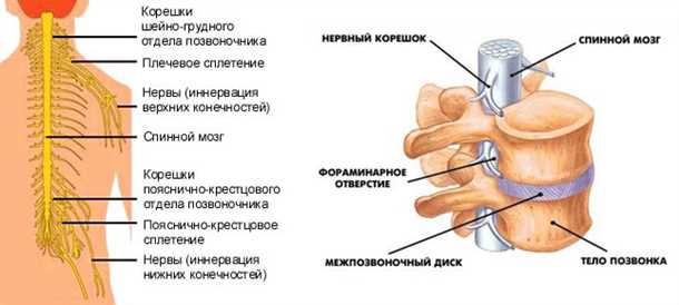 1. Повреждения и травмы