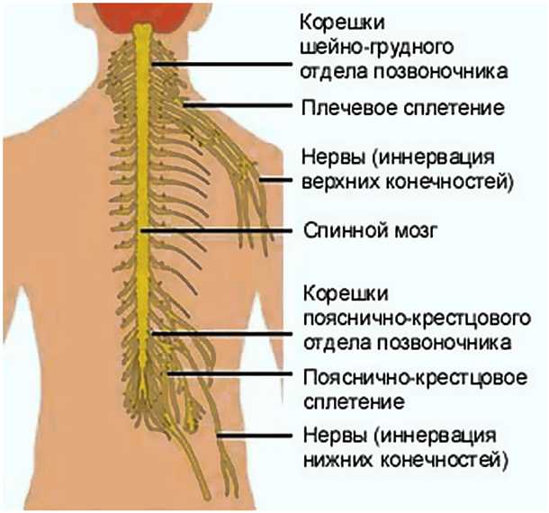 Консервативные методы лечения невралгии соединения бедра и таза