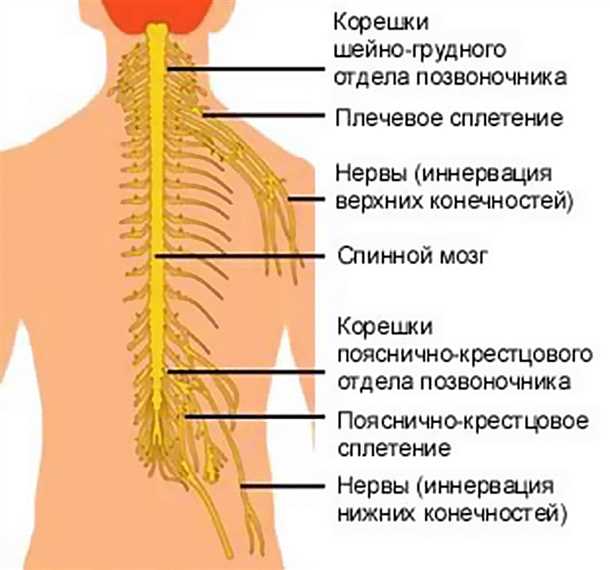 Невралгия спинного мозга: клинические аспекты и методы терапии.
