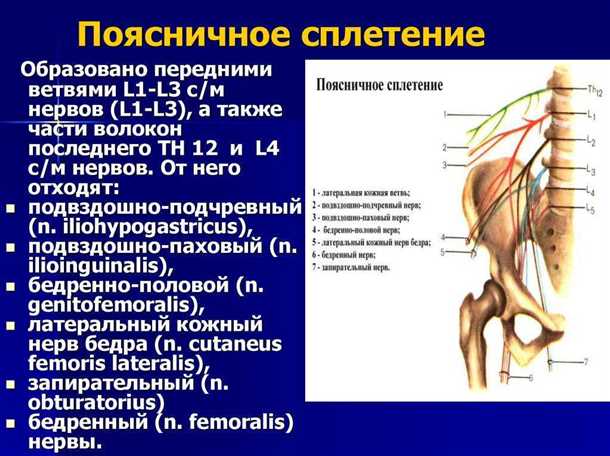 Способы предотвращения невралгии тазового сплетения