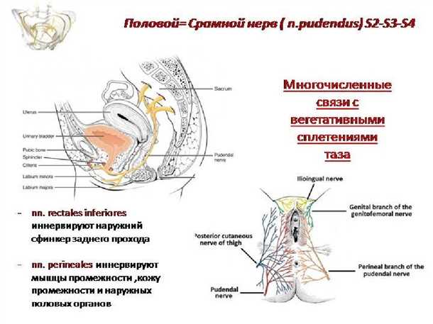 Фармакологические препараты