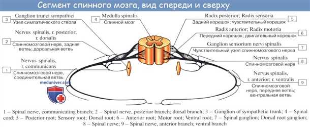 Перспективы хирургического вмешательства