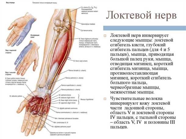 Невралгия ветвей локтевого нерва: симптомы и диагностика.