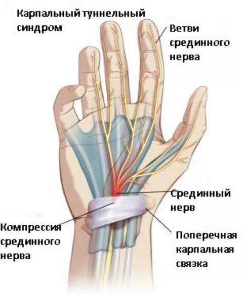 Функции запястного нерва