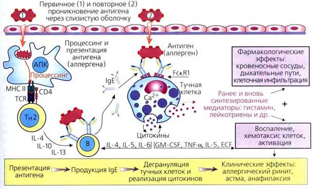 Механизм взаимодействия нервной системы и иммунной системы