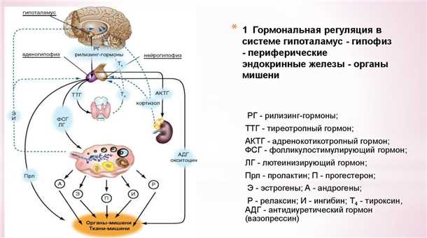 Вторичные гормональные нарушения и их влияние на нервную систему