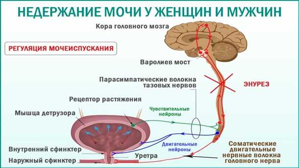 Неврологические аспекты цистита и других заболеваний мочевого пузыря