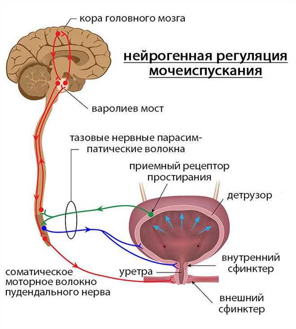 Неврологические аспекты болезней мочевого пузыря - исследование взаимосвязи с циститом и другими неврологическими симптомами Неврологические аспекты болезней мочевого пузыря (например, цистит)