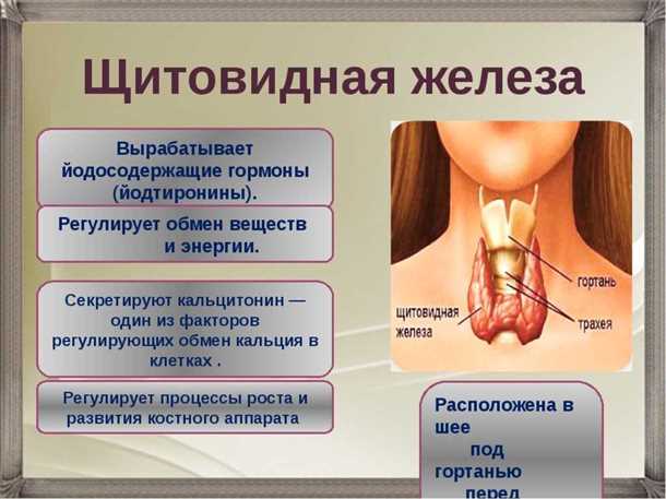Роль эндокринной системы в регуляции нервной системы