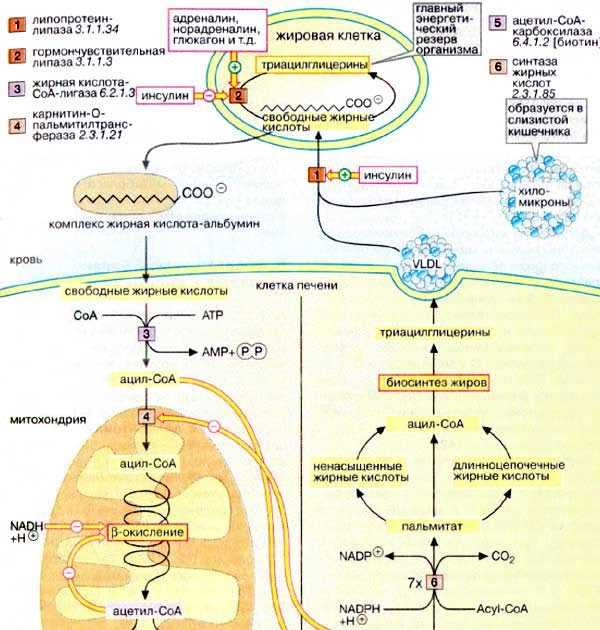 Взаимосвязь между повышенным содержанием жиров в организме и расстройствами нервной системы