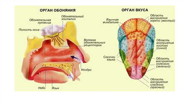 Неврологические аспекты нарушений обоняния и вкусовых ощущений