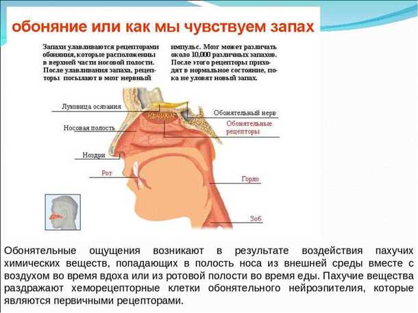 Связь нарушений обоняния с эмоциональными и поведенческими расстройствами