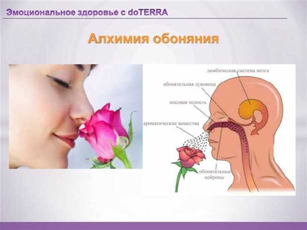 Механизмы обоняния у детей: от формирования до функций