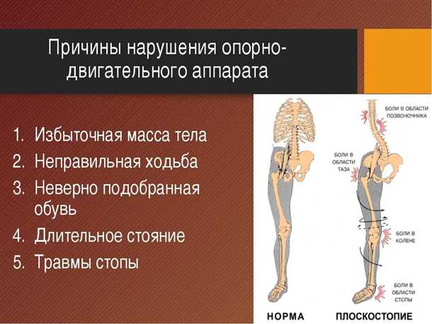Влияние нервной системы на состояние позвоночника у детей