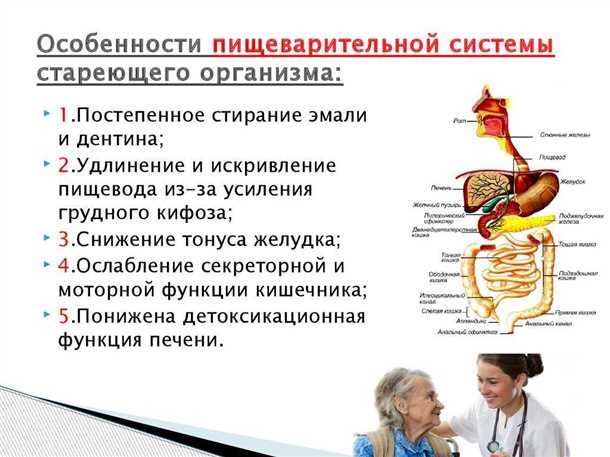 Физиологические связи между пищеварительной и нервной системами