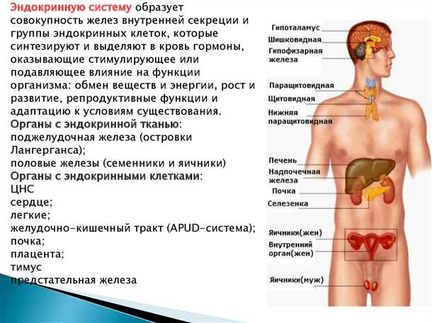 Роли нейромедиаторов в эндокринных функциях