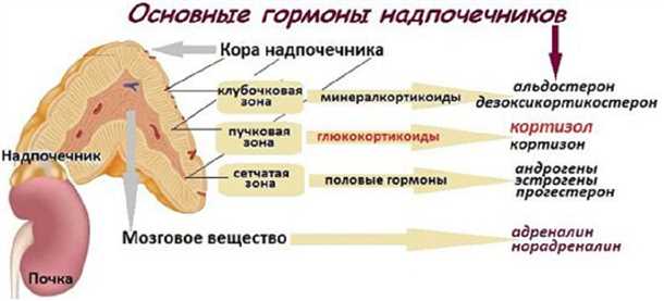 Основные подходы к лечению неврологических расстройств функции надпочечников