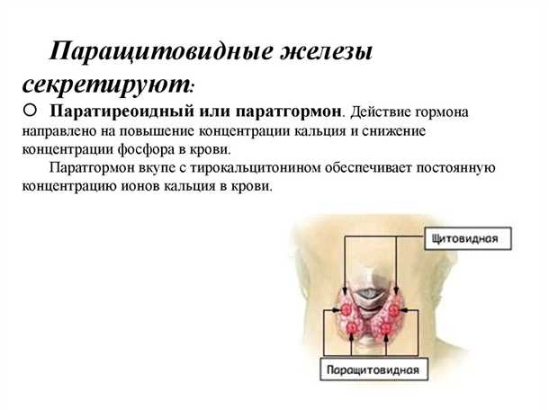 Функциональное значение паращитовидных желез и их связь с нервной системой: