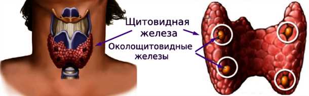 Влияние неврологических факторов на состояние паращитовидных желез