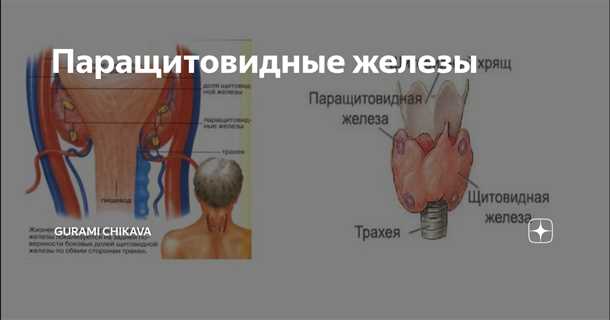 Основные заболевания паращитовидной железы и их симптомы