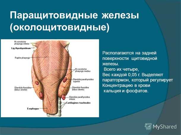 Неврологические аспекты заболеваний паращитовидных желез