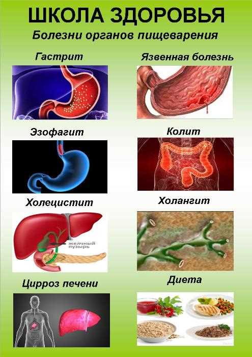 Влияние нервной системы на функционирование органов пищеварения