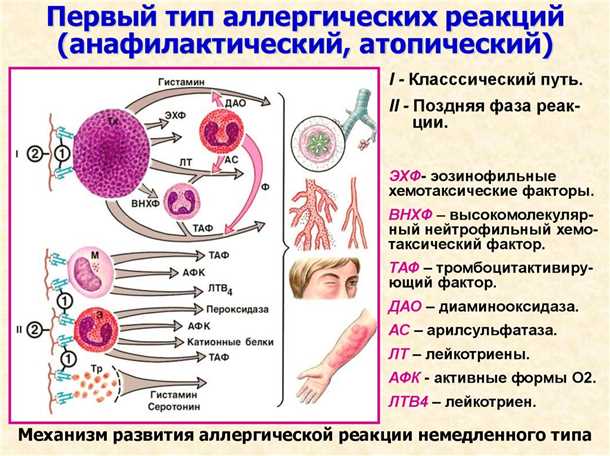 Роль неврологических механизмов в формировании симптомов аллергии