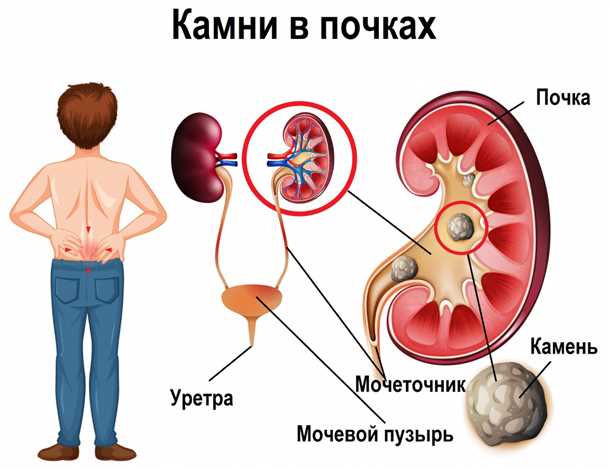 Роль почек в организме