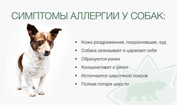 Значимость профилактики и лечения негативных реакций при контакте с шерстью животных