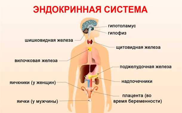 Роль эндокринной системы в функционировании нервной системы