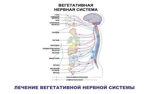 Роль автономной нервной системы в возникновении головных болей