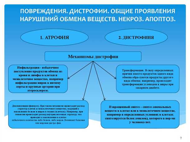 Работа пуриновых веществ в организме