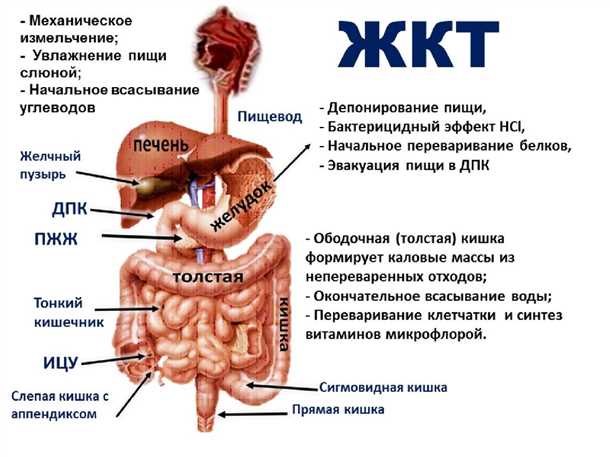 Влияние на когнитивные функции