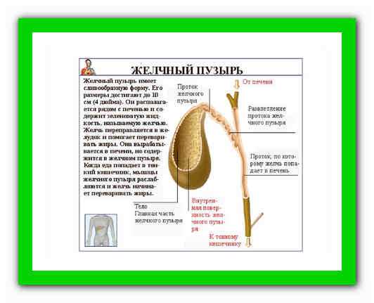 Растительные препараты для очищения желчного пузыря