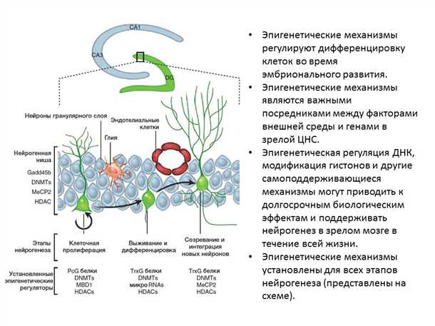 Потенциальные направления лечения