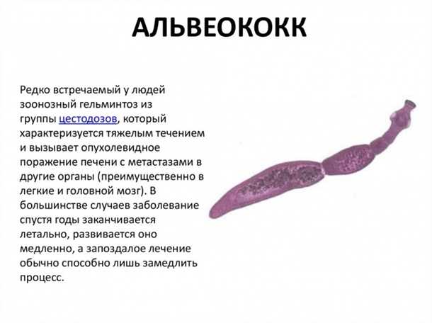 Влияние паразитов на функционирование печени