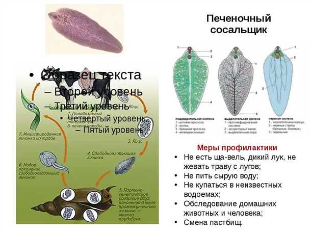 1. Препараты для лечения печеночного сосальщика