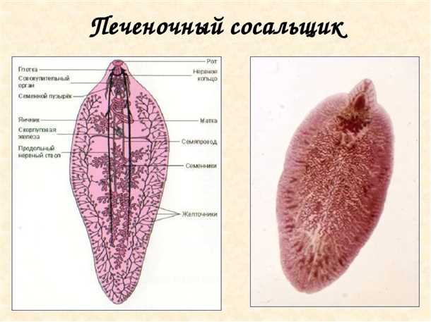 Профилактика передачи печеночного сосальщика