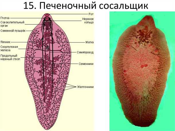 Влияние печеночного сосальщика на организм