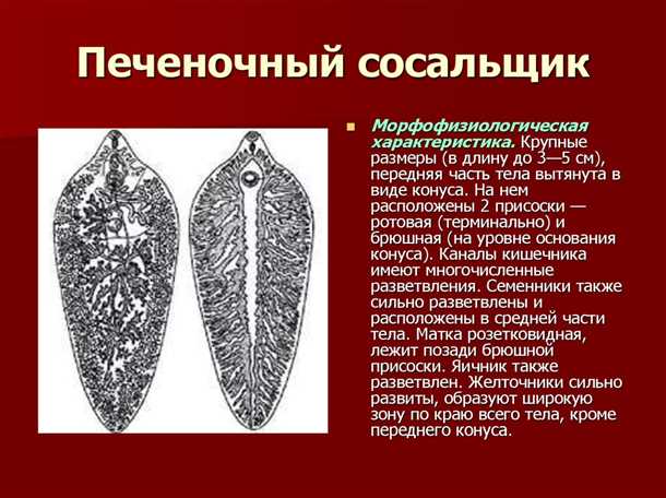 Семейство и род
