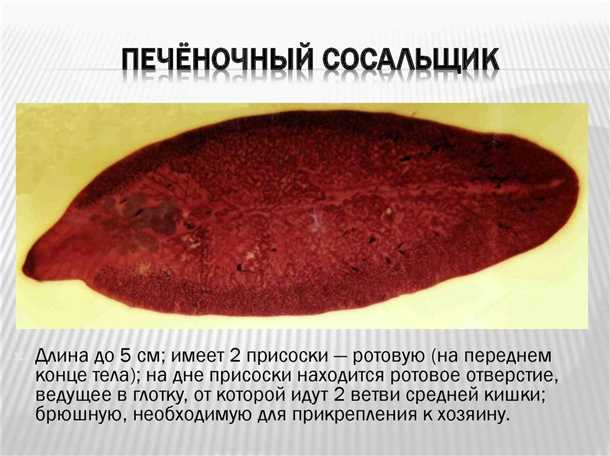 2. Особенности лечения