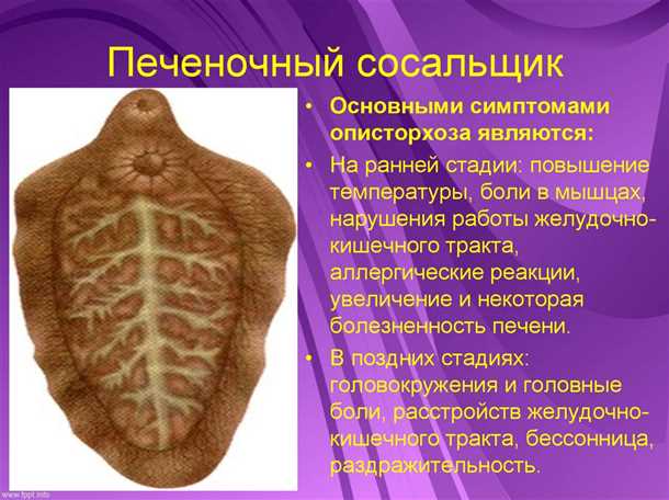 Печеночный сосальщик